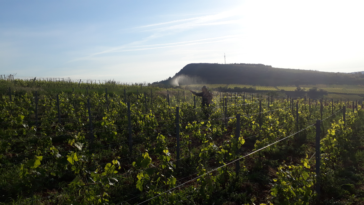 Dans les vignes en biodynamie au Domaine Tripoz